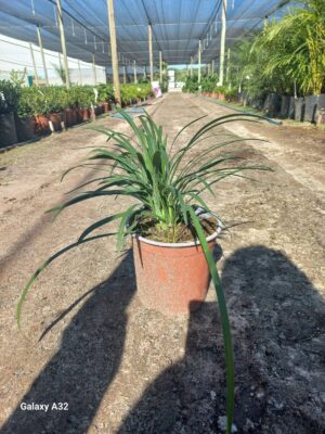 Liriope muscari big blue