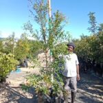Syzygium Paniculatum 125lt (Eugenia) Syzygium Paniculatum 125lt (Eugenia)