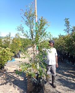Syzygium Paniculatum 125lt (Eugenia)