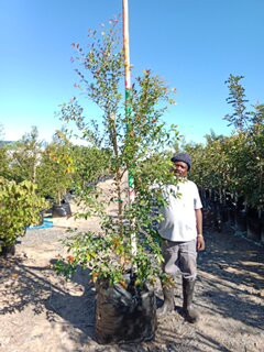Syzygium Paniculatum 125lt (Eugenia) Syzygium Paniculatum 125lt (Eugenia)