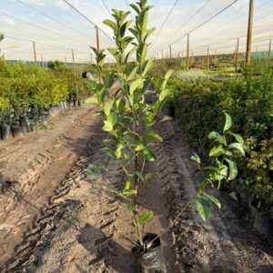 Viburnum Sinensis 10lt