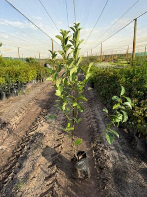 Viburnum Sinensis 10lt
