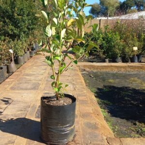 Viburnum Sinensis 20lt