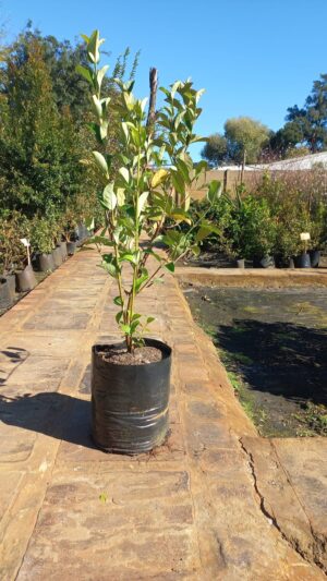 Viburnum Sinensis 20lt