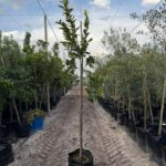 Dais Cotinifolia 50lt Common Name: PomPom Tree