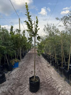 Dais Cotinifolia 50lt Common Name: PomPom Tree