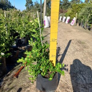 Carissa Macrocarpa 20lt Common Name: Num Num Plant, Natal Plum
