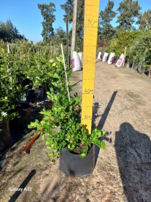 Carissa Macrocarpa 20lt Common Name: Num Num Plant, Natal Plum Carissa Macrocarpa 20lt Common Name: Num Num Plant, Natal Plum
