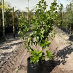Viburnum Sinensis 50lt Common Name: Sweet Viburnum