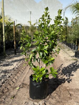 Viburnum Sinensis 50lt Common Name: Sweet Viburnum