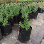 Rosemary Tuscan Blue 4lt