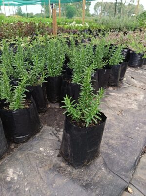 Rosemary Tuscan Blue 4lt