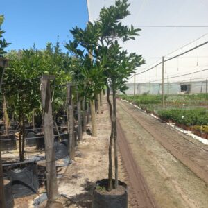 Washington Navel Orange Tree 50lt Washington Navel Orange Tree 50lt