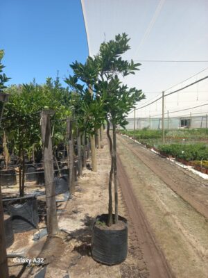 Washington Navel Orange Tree 50lt