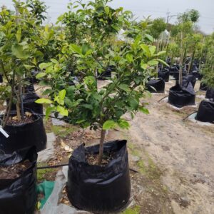 Tahiti Lime Tree 100lt