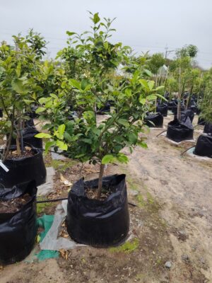 Tahiti Lime Tree 100lt Tahiti Lime Tree 100lt