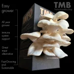 White Oyster Mushroom Box