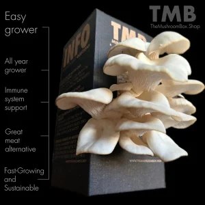 White-Oyster-Mushroom-Box.webp White Oyster Mushroom Box
