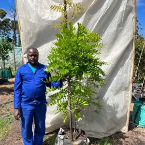 Wisteria-Blue-70lt-RH.webp Wisteria Sinensis 70lt
