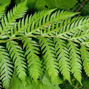 Woodwardia Fimbriata 10lt