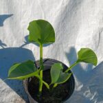 Zantedeschia Aethiopica 4lt (Arum Lily)
