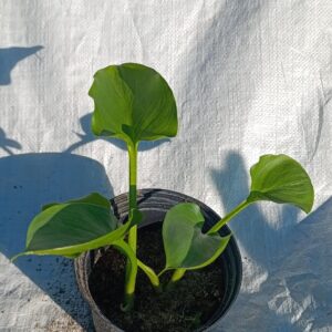 Zantedeschia Aethiopica 4lt (Arum Lily) Zantedeschia Aethiopica 4lt (Arum Lily)