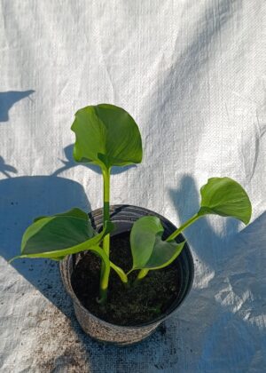 Zantedeschia Aethiopica 4lt (Arum Lily) Zantedeschia Aethiopica 4lt (Arum Lily)