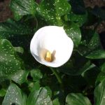Zantedeschia Aethiopica Spotted 15cm Pot