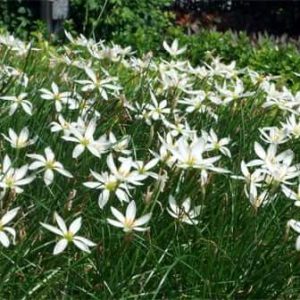 Zephyranthes (Rain Lily) 15cm Pot