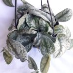 Pothos - Silver Splash 20cm Hanging Basket