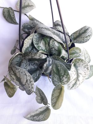 Pothos - Silver Splash 20cm Hanging Basket