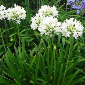 Agapanthus Albus White 15cm Pot