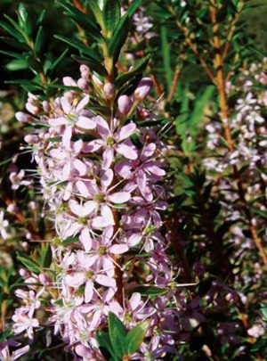 Buchu Betulina 15cm Pot