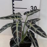 Alocasia Amazonica "Bambino" 14cm Pot