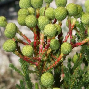 berzelia_intermedia_feature_image.jpg Berzelia Intermedia 15cm Pot