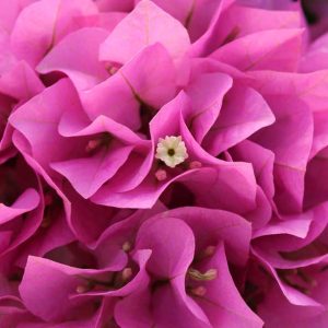 Arnelia Bougainvillea Philippine Parade 22cm Pot