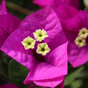 bougainvillea_sharon_wesley_feature_image.jpg Arnelia Bougainvillea Sharon Wesley 22cm Pot