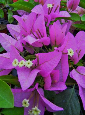 Arnelia Bougainvillea Silhouette 22cm Pot