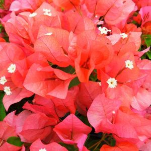 bougainvillea_sundown_orange.jpg Bougainvillea Sundown Orange 20lt
