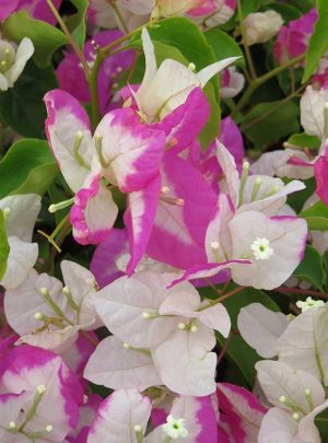 Arnelia Bougainvillea Surprise 32cm Pot