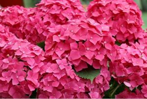 Hydrangea Bright Pink 20lt