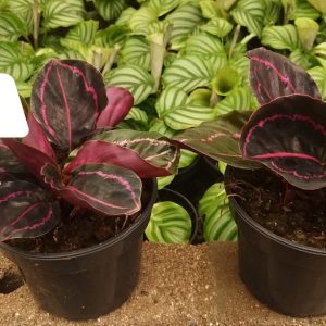 Calathea Dottie 14cm Pot