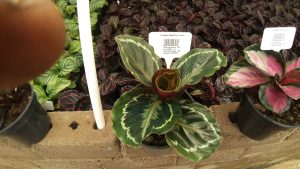 Calathea Medallion 14cm Pot