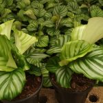 Calathea Orbifolia 19cm Pot