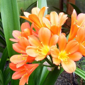 Clivia Miniata Orange 10lt