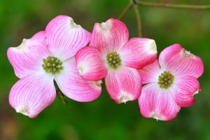 Dogwood Pink Tree 25lt