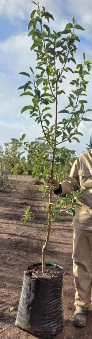 Cripps Red Apple 40lt
