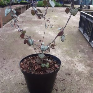 d448c02f-4eff-40a8-8ff1-93931f904ec9.jpg String Of Hearts 12cm Pot