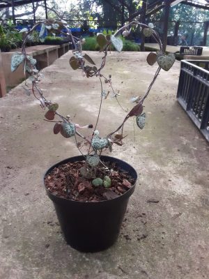 String Of Hearts 12cm Pot
