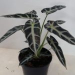 Alocasia Amazonica "Bambino" 14cm Pot